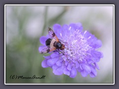 Taubencabiose - Scabiosa columbaria