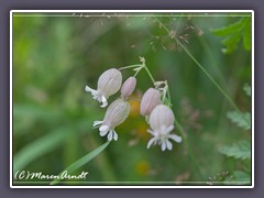 Taubenkropf Leimkraut - Silene-vulgaris