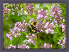 Thymian - Thymus vulgaris