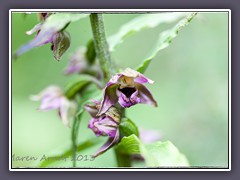 Violettes Stendelwurz