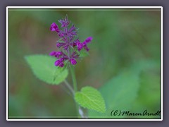 Wald Ziest - Stachys sylvatica