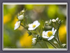 Walderdbeerblüte