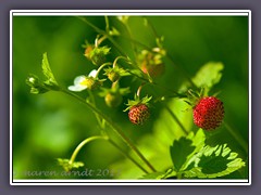 Walderdbeeren