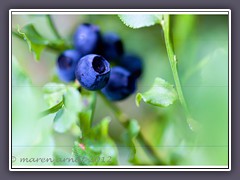 Waldheidelbeeren