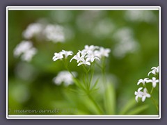 Waldmeister