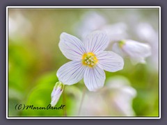 Waldsauerklee - Oxalis acetosella