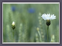 Weisse Kornblume