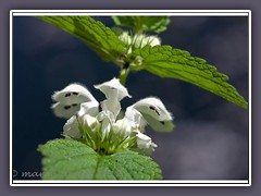 Weisse Taubnessel