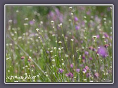 Weisses Schnabelried - Rhynchospora alba im Huvenhoopsmoor