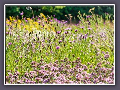 Wiese - Dost und Wiesenflockenblumen 