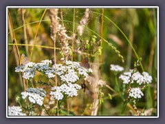 Wiese - Gewöhnliche-Schafgarbe mit Feuerfaltern