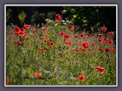 Wiese - Klatschmohn