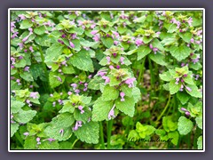 Wiese - Purpurote- oder Ackertaubnessel - Lamium purpureum