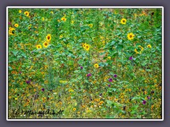 Wiese - Sonnenblumen Mix