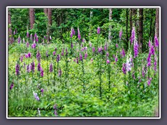 Wiese - Wald Fingerhut