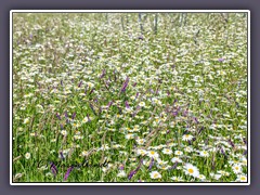 Wiese - Wiesenmargareten