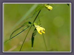 Wiesen Wachtelweizen - Melampyrum pratense