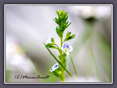 Wiesenaugentrost - Euphrasiaofficinalis