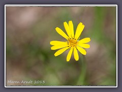 Wiesenbocksbart - Tragopogon-pratensis