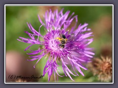 Wiesenflockenblume mit Wildbiene