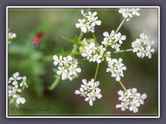 Wiesen-Kerbel -  Anthriscus-sylvestris