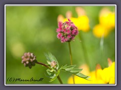 Wiesenknopf - Sanguisorba