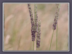 Wiesenlieschgras