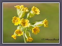 Wiesenprimel - primulaveris