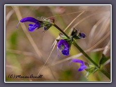 Wiesensalbei - Salvia pratensis