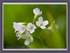 Wiesenschaumkraut Makro