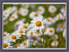 Wiesenwucherblume