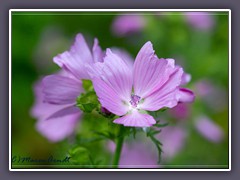 Wilde Malve - Malva sylvestris