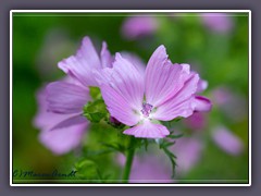 Wilde Malve - Malva sylvestris