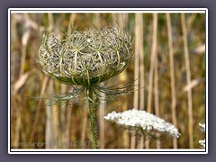 Wilde Möhre Daucus carota subsp. carota