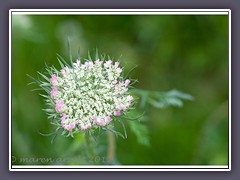 Wilde Möhrenblüten