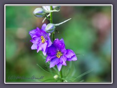 Wilder  Rittersporn - Delphinium grandiflorum