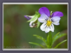 Wildes Stiefmütterchen  - Viola tricolor