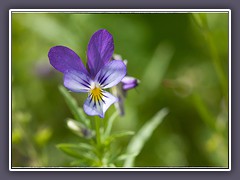 Wildes Stiefmütterchen - viola-tricoli