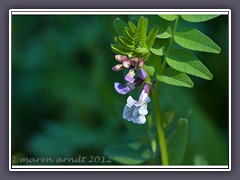 Zaunwicke - Vicia sepium