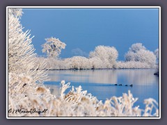 Hammewinter - Entenfamilie