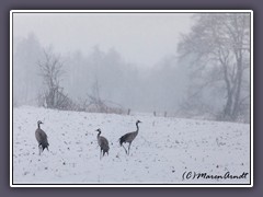 Kraniche im Schnee