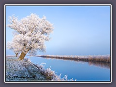 Mein Feuund der Baum - die knorrige alte Weide an der Hamme