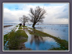 Mein Freund der Baum - Überschwemmung