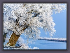 Mein Freund der Baum - die knorrige Weide im Winterkleid