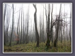 Nebelwald in Freissenbüttel