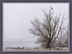 Seeadler an der Hamme