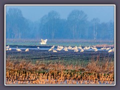 Silberreiher und Singschwäne