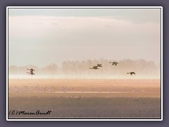 Singschwäne im Morgengrauen