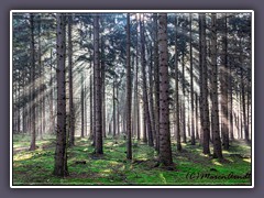 Sonnenstrahlen im Elmwald