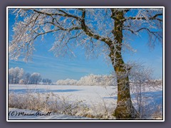 Winterbaum